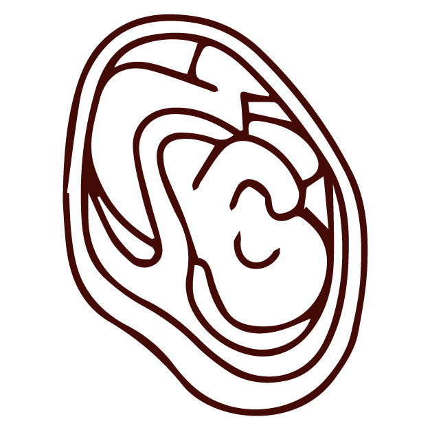 Simple line drawing of a fetus inside a womb, inspired by TCM and acupuncture principles.